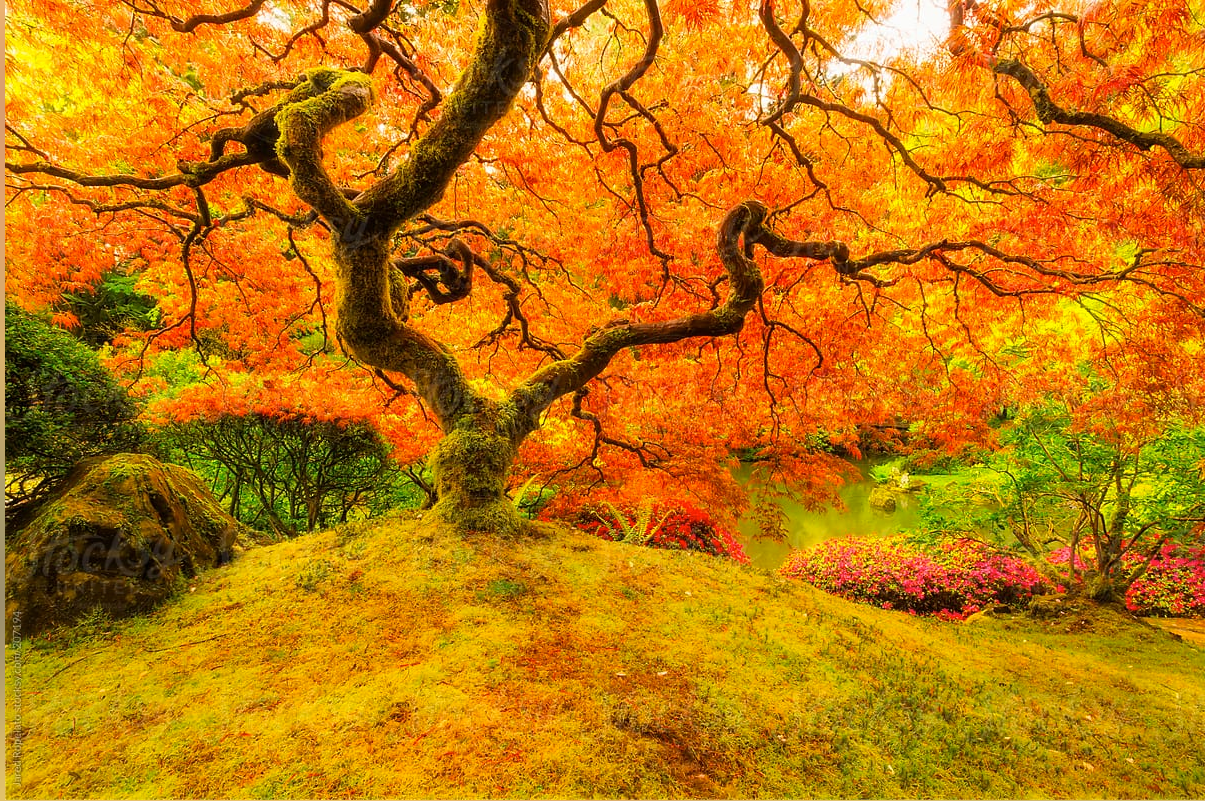 Japanese Koyo: The Beckoning of the Leaves