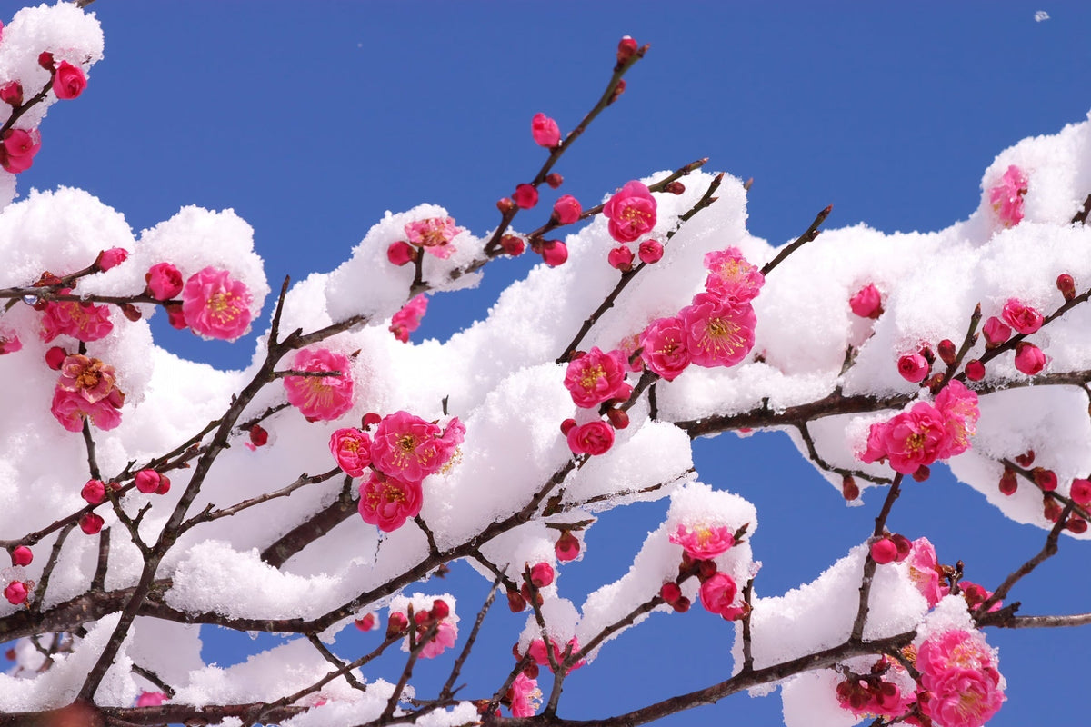Plum Blossoms in Japan: The Quiet Beauty of Early Spring