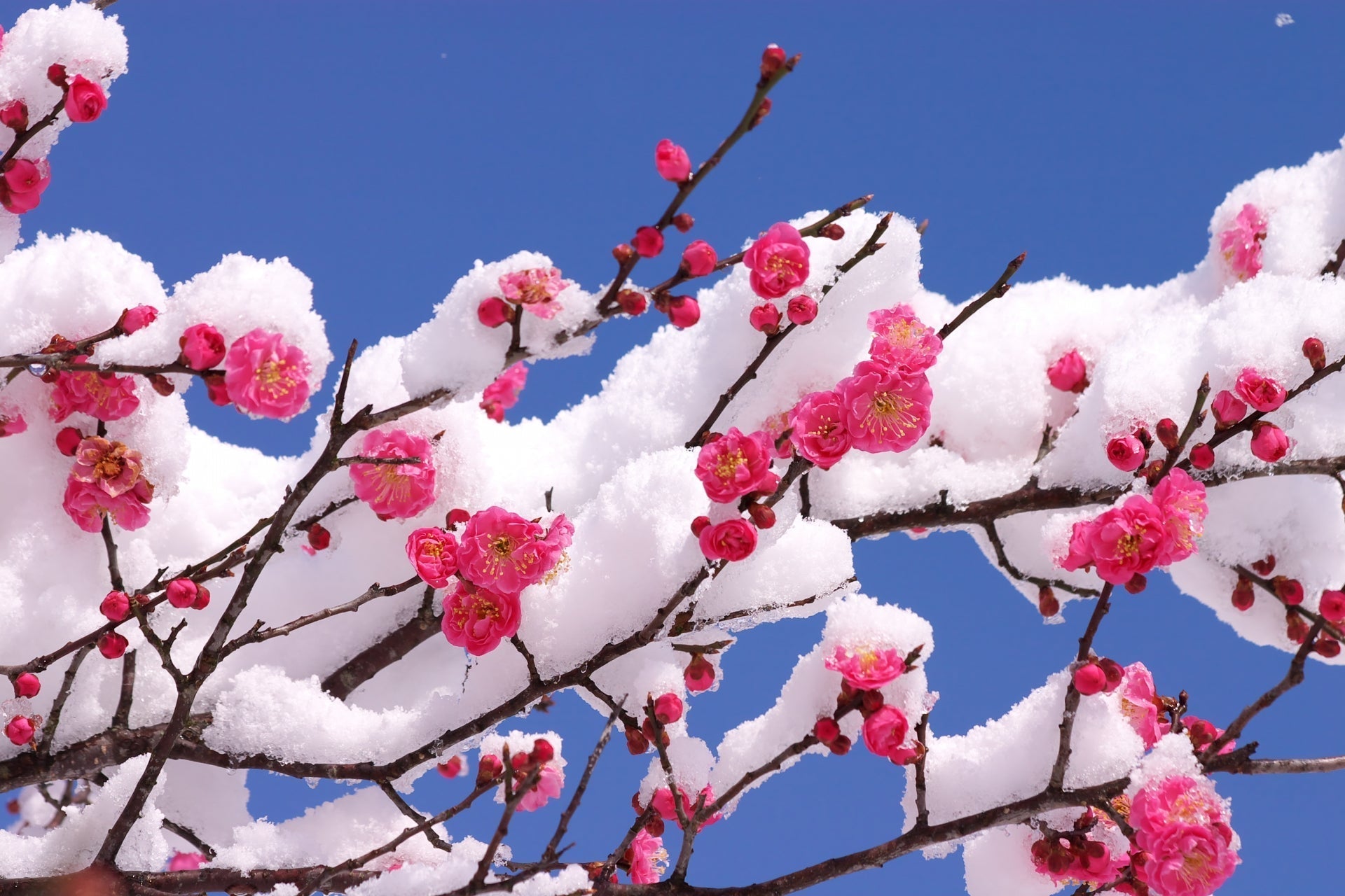 Plum Blossoms in Japan: The Quiet Beauty of Early Spring