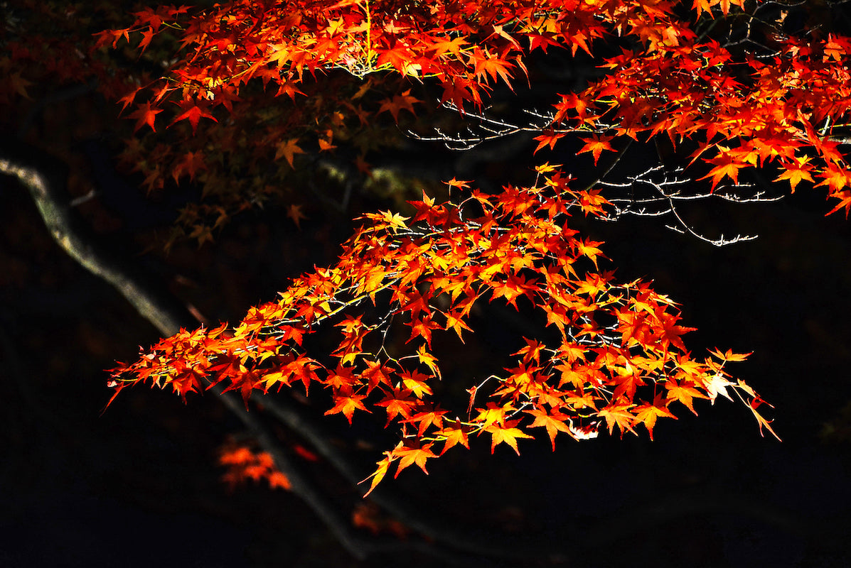 The Magic Of The Maple - Maple and Moon